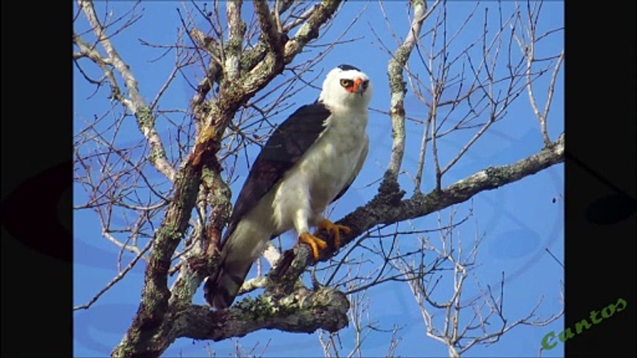 Canto del Aguila Viuda