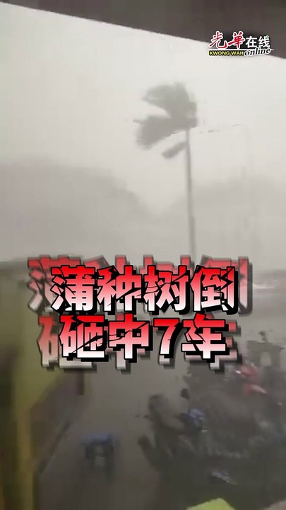 蒲种树倒砸损7车 幸无人命伤亡