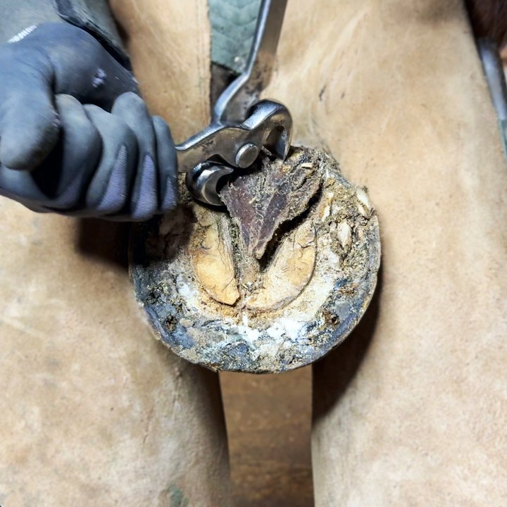 Horse hoof restoration process  Clickety-clack to healthy!
