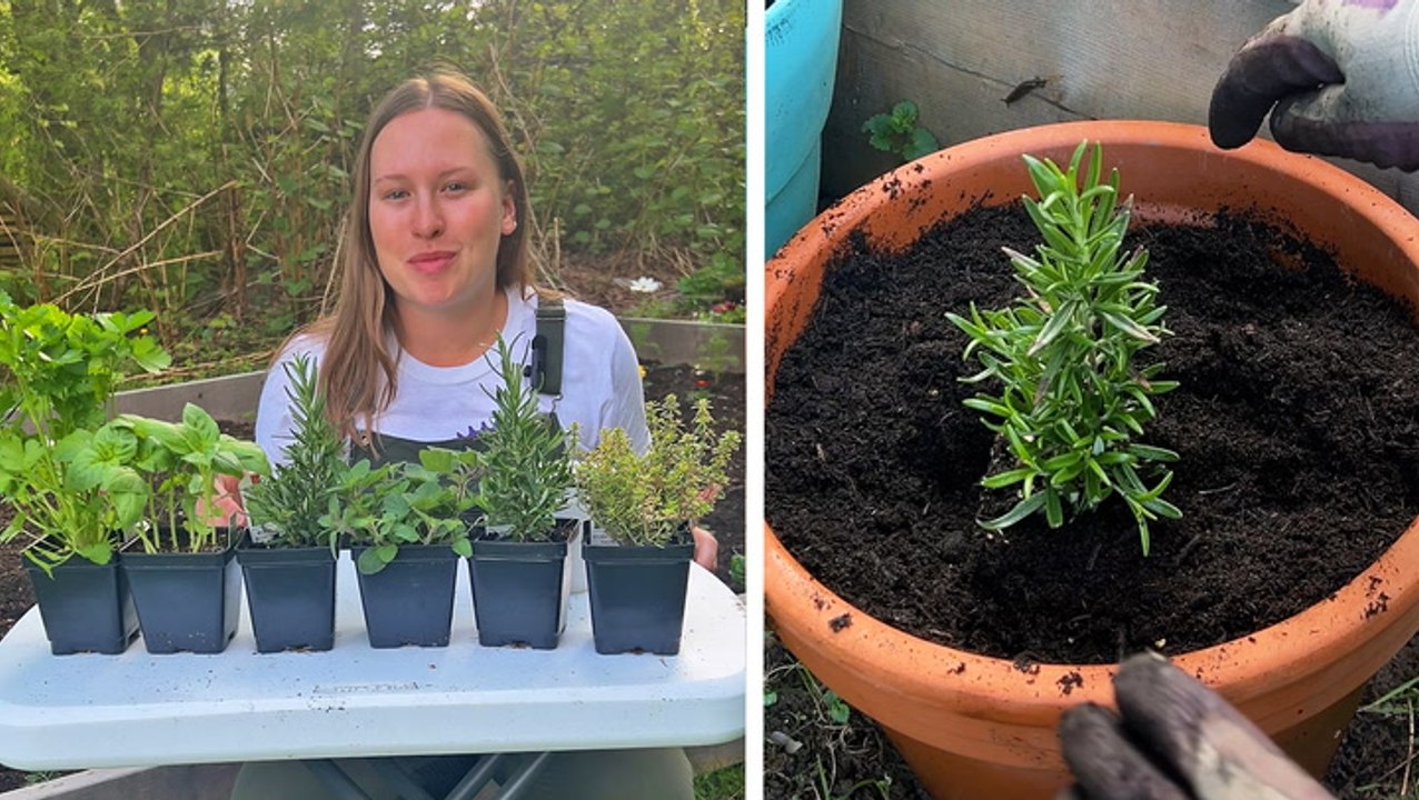 Rosemary: The Top Anti-Inflammatory Herb