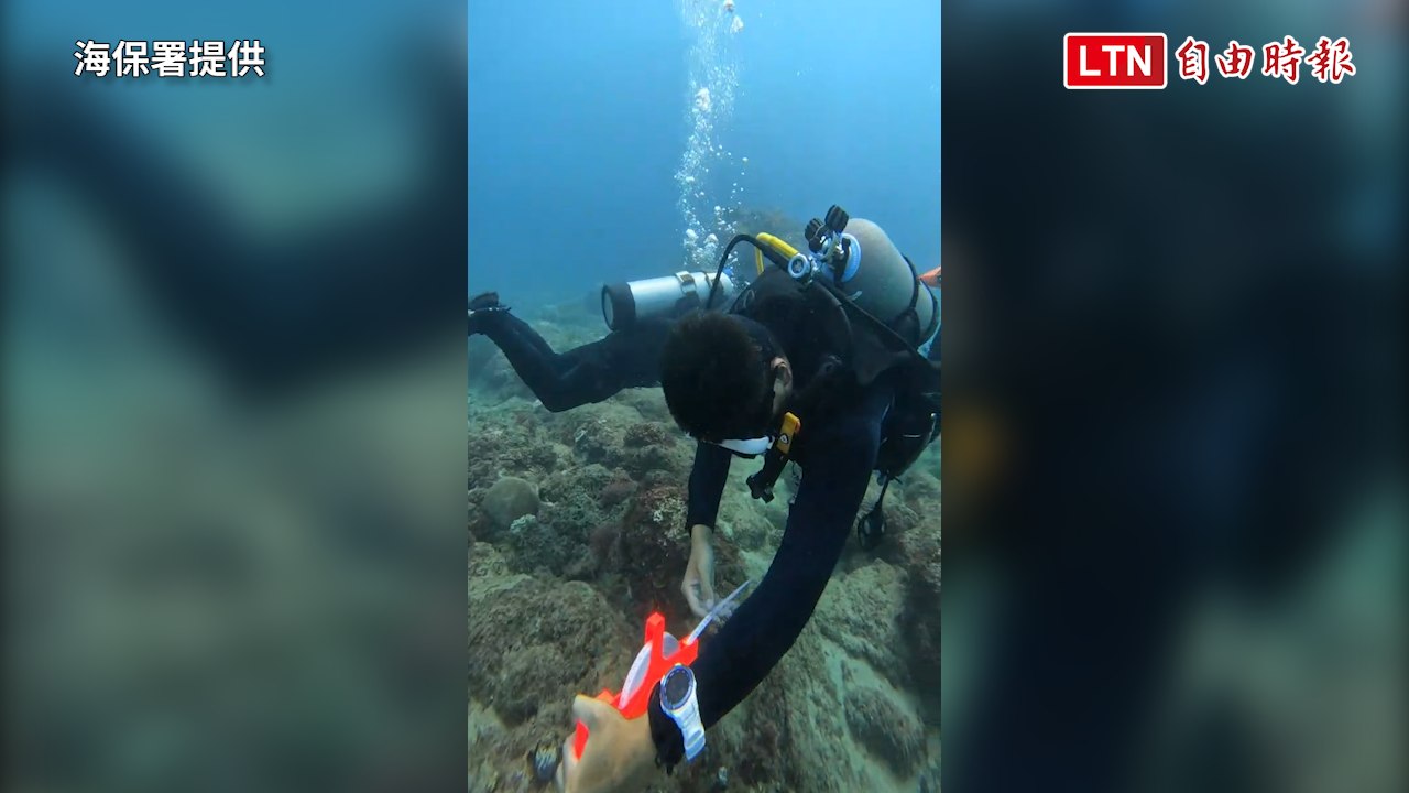6/1世界珊瑚日 海保署成立「珊瑚特潛聯盟」監測生態及白化現象（海保署提供）