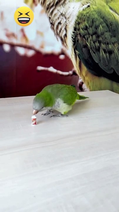 Funny*funny animals*funny animals video*comedy*funny video*funny animals*funny funny