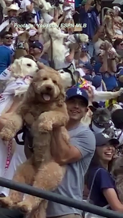 Baseball fans bring their dogs to dodger stadium