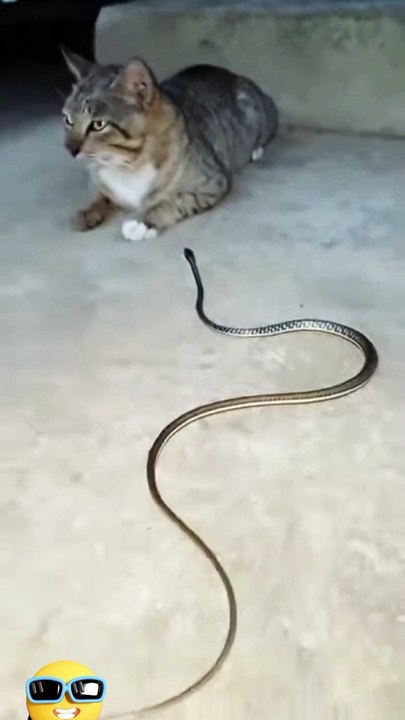 Funny*funny animals*funny animals video*funny funny*funny video*comedy