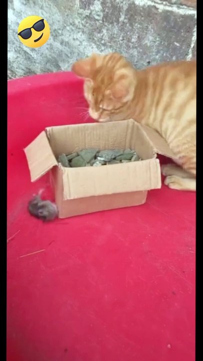 Funny animals*funny*funny animals video*funny funny*funny video*comedy