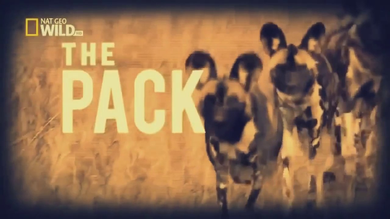 Wild Dogs - The Pack - Nat Geo Wild