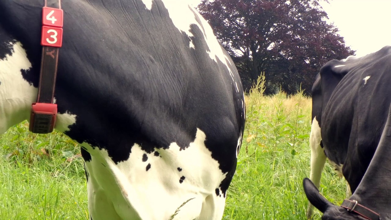 2024-06-03 Vivement Velp Vâchement Biljoen