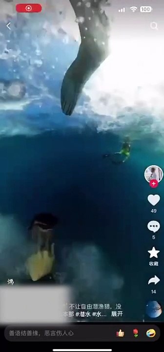 沙巴要调查 潜水时摸海龟 叉枪捕鱼