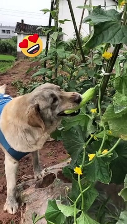 Funny #funny funny #funny animals #funny animals video