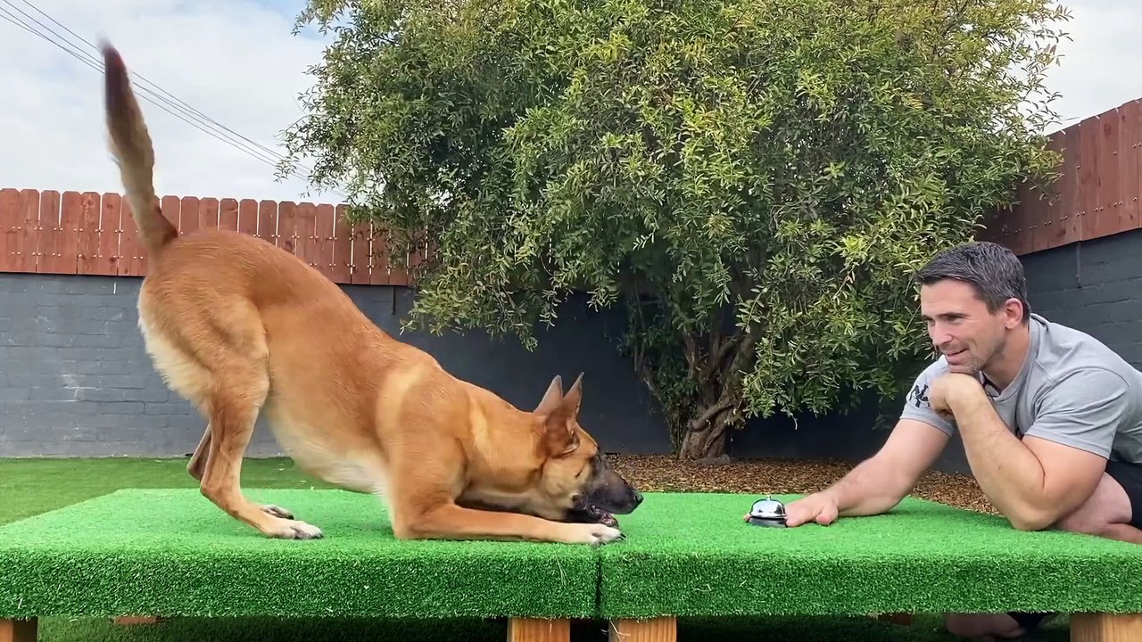 Complimentary Dog Training Courses