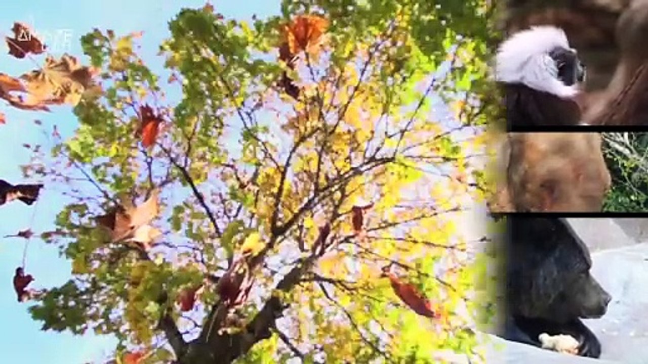 Scientists Say Some Plants Should Be Categorized as ‘Intelligent Life’