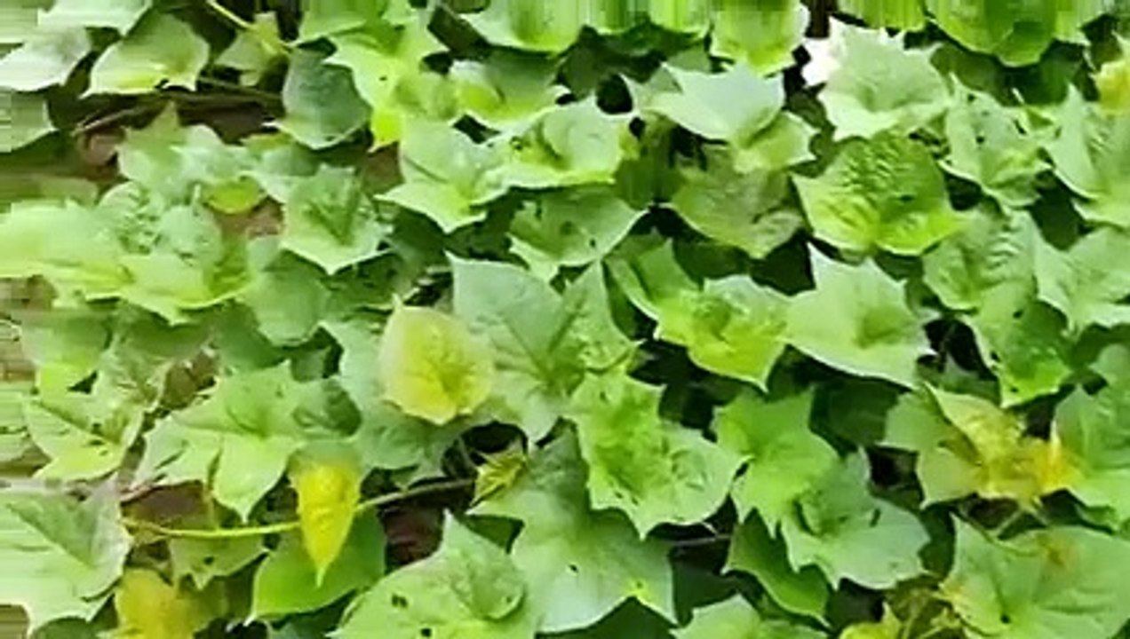 কচি সোনা __ শুনলেই মাল আউট হয়ে যাবে __ চটি গল্প বাংলা __বাংলা চটি গল্প। শুনলে ১০০% বাড়া খেঁচা লাগবে