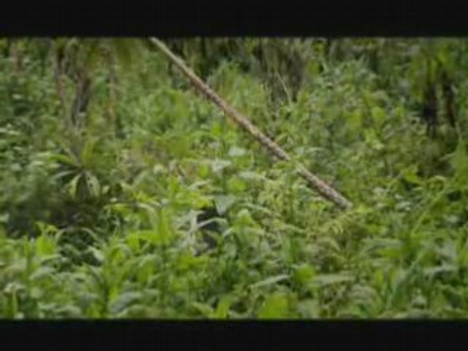 NATURE | The Gorilla King | Gorilla Challenger | PBS