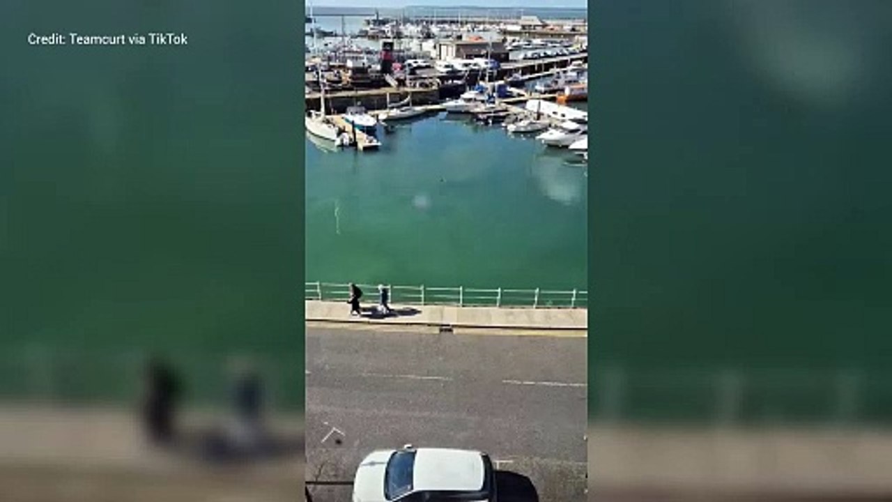 Seal spotted in Ramsgate marina
