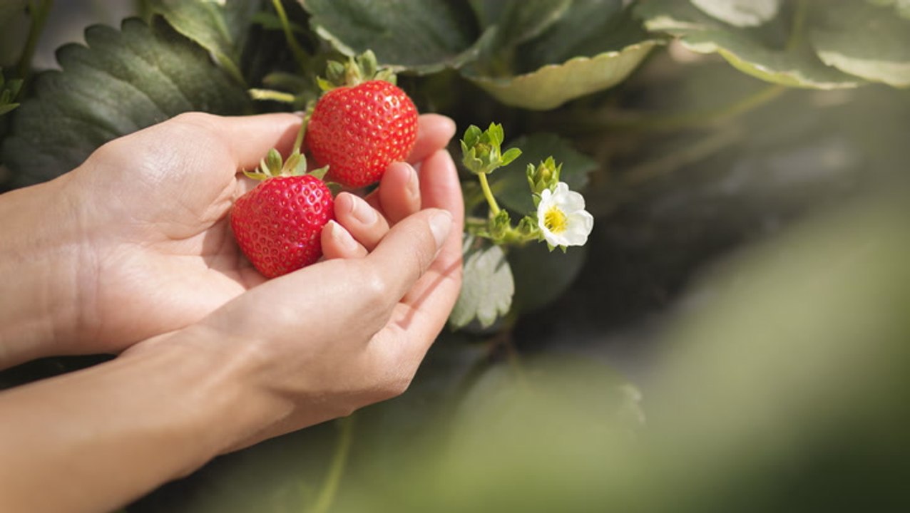 How to Pick Strawberries the Right Way—Plus, When to Do It