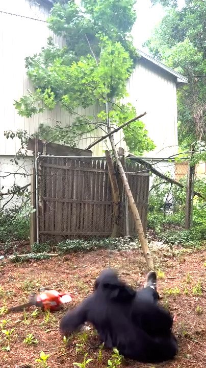 Man Barely Avoids Falling Tree