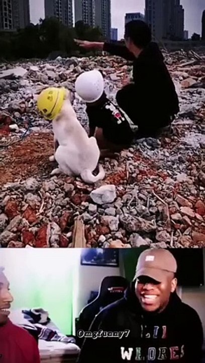 Funny clip clip funny