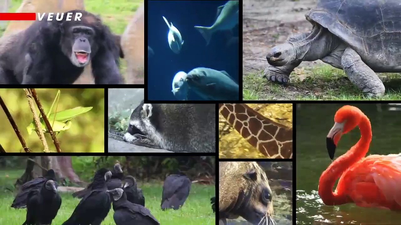 Scientists Discover the First Creature to Evolve to Not Need Oxygen