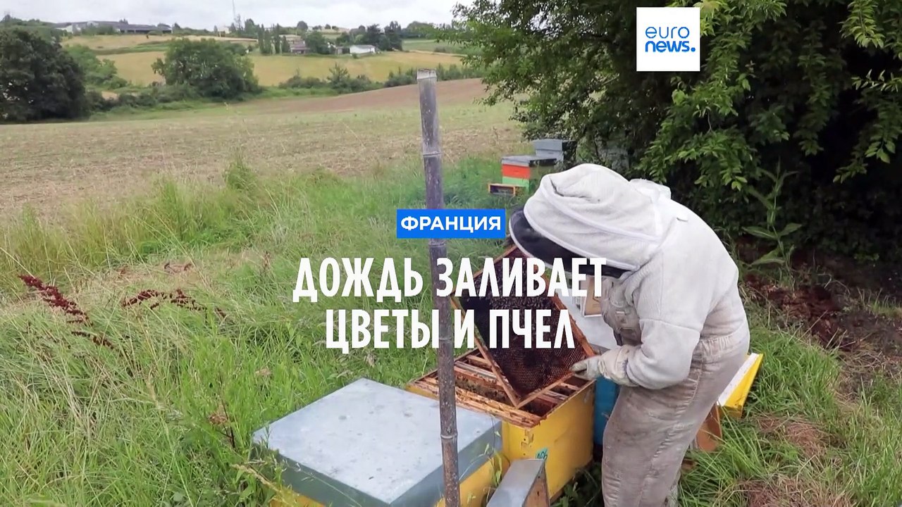 Дожди заливают пчел и цветы