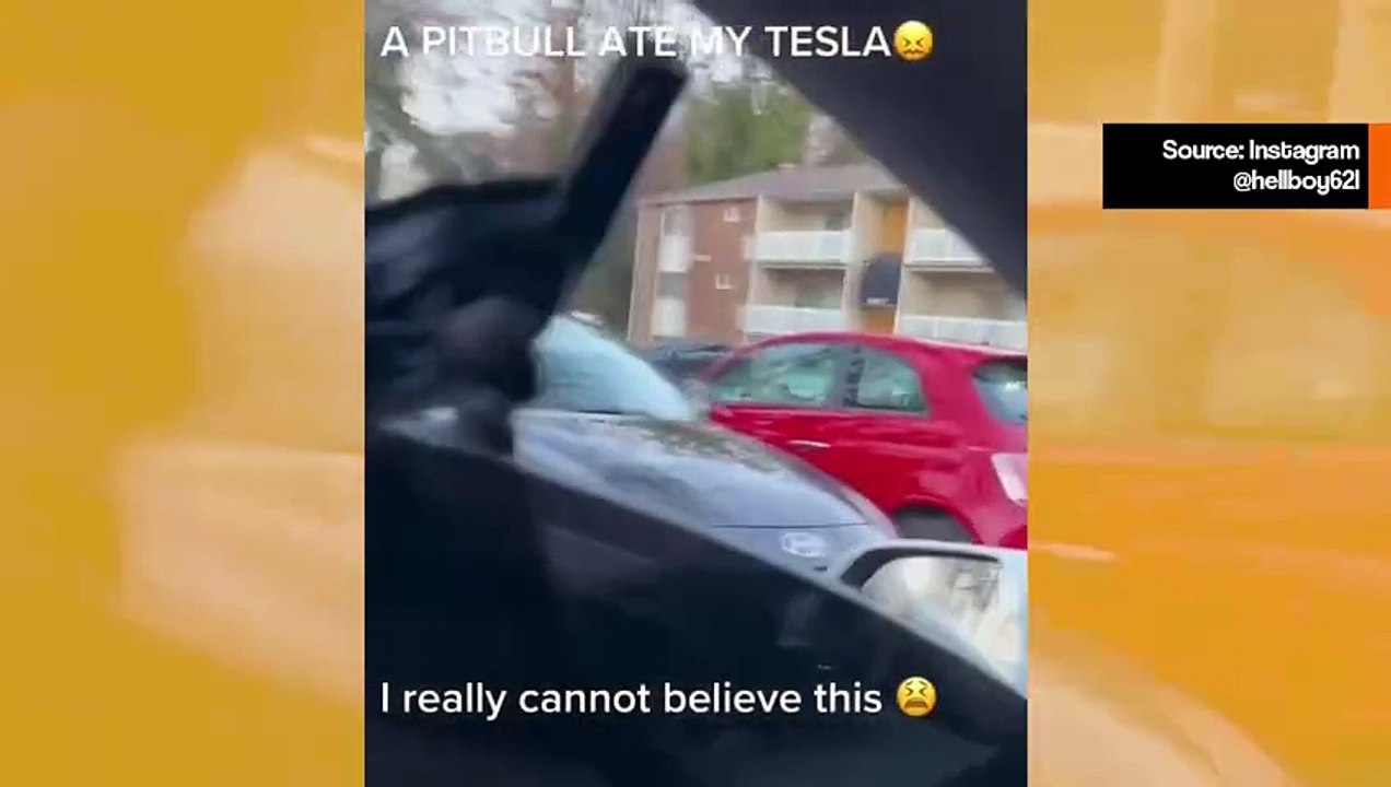 Video: Raivostunut pitbull tuhoaa Teslan auton