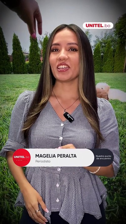 ¿Los perritos sueñan? Esto revela un estudio