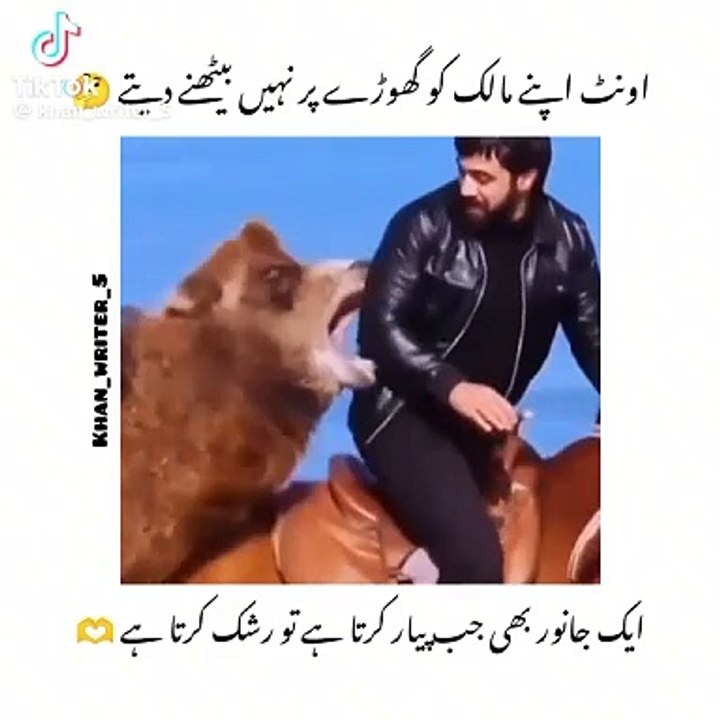 Feel the difference between Human and Animal Love