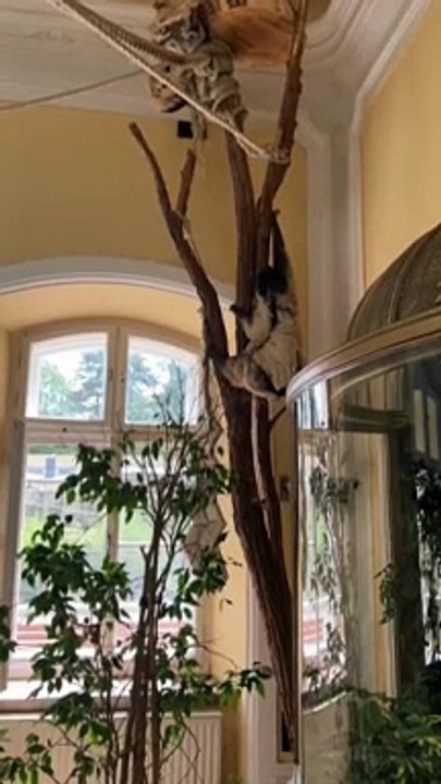 Zološki vrt u Beču 2