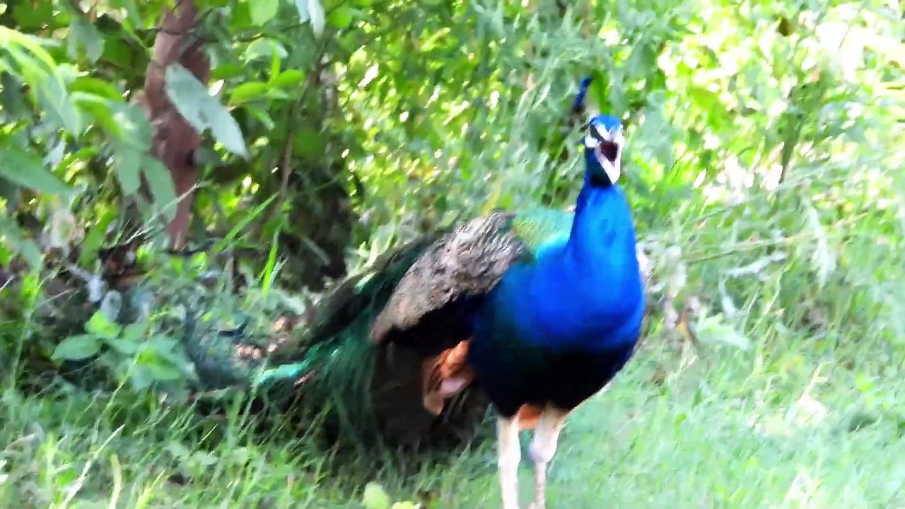 Peacock sounds female  male original  mor morni ki awaaz