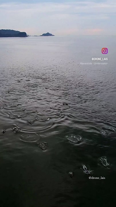 Golfinhos são flagrados por drone em Itapema