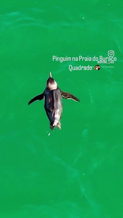 Pinguim nada tranquilamente em Bombinhas