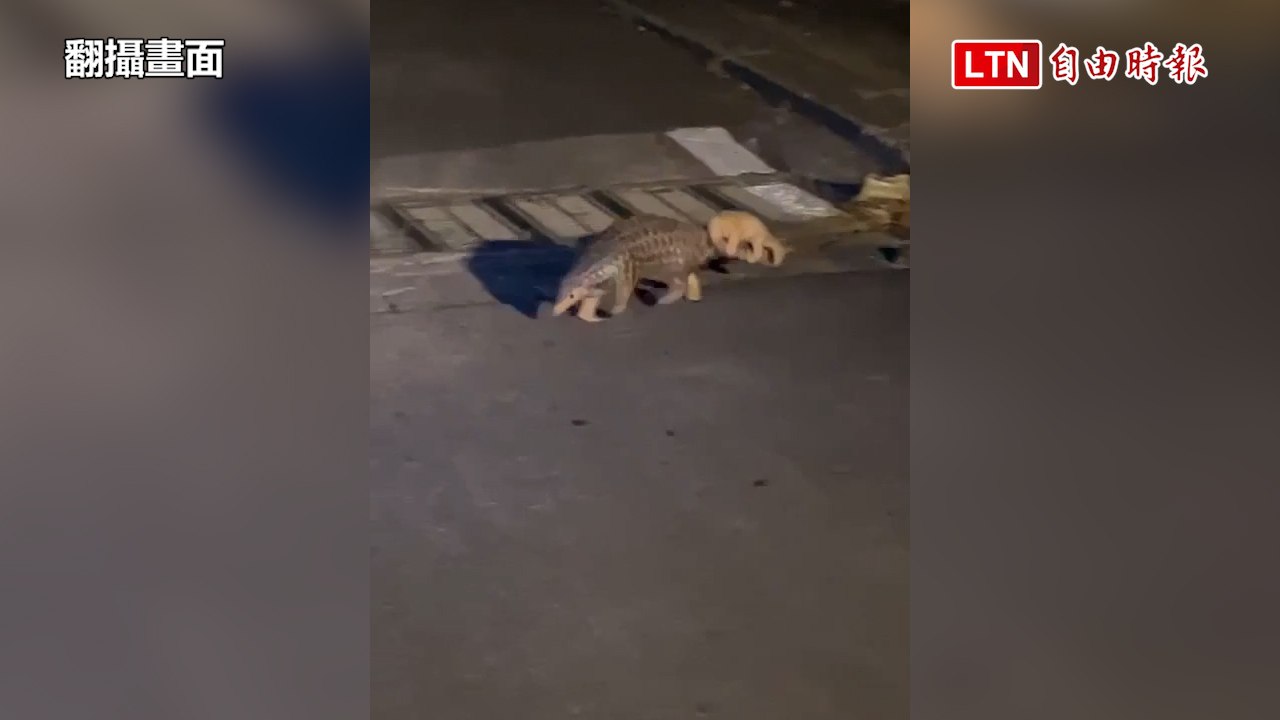 穿山甲媽媽尾巴背寶寶過馬路  苗縣農業處：勿騷擾(翻攝畫面)