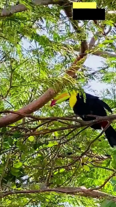 Keunikan Burung Toucan