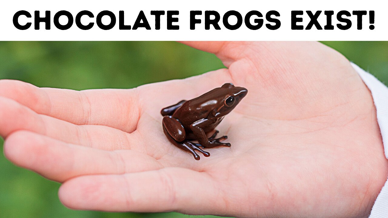 50+ Animal Facts Prove Nature Is Weirder Than Fiction