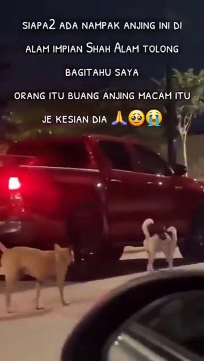 主人不要它了 驾车走 狗狗拼命狂追 好心酸