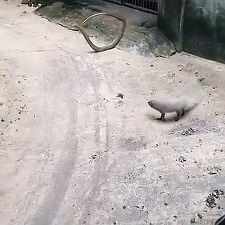 mongoose vs Big snake fight