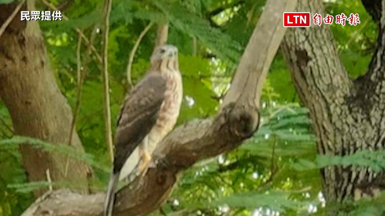 鳳頭蒼鷹現蹤南瀛綠都心公園 民眾驚呼（民眾提供）