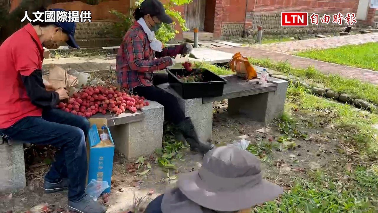 摘星山莊整修期 百年古蹟荔枝全放送(人文國際提供)