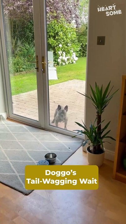 Loyal Dog's Joyful Reunion | Heartwarming Video! ❤️