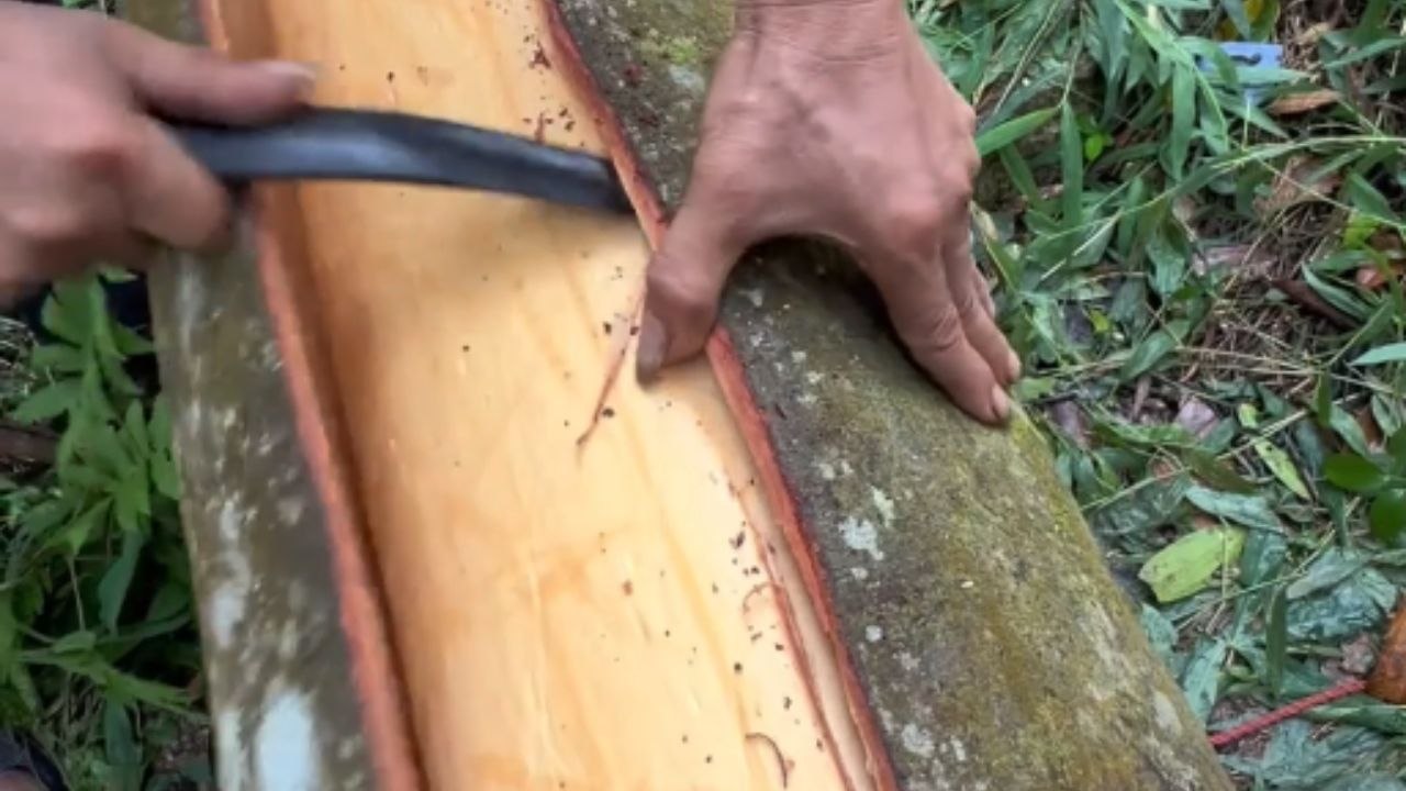 Cinnamon harvesting looks as clean and perfect as if done by a machine