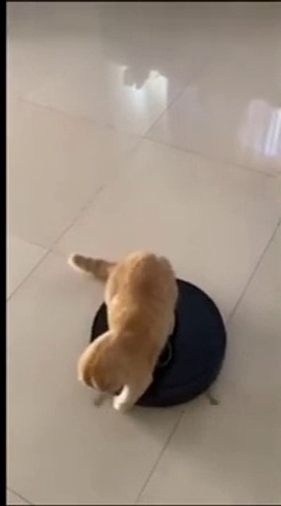 [Funny Skit ] FrolicFrenzy