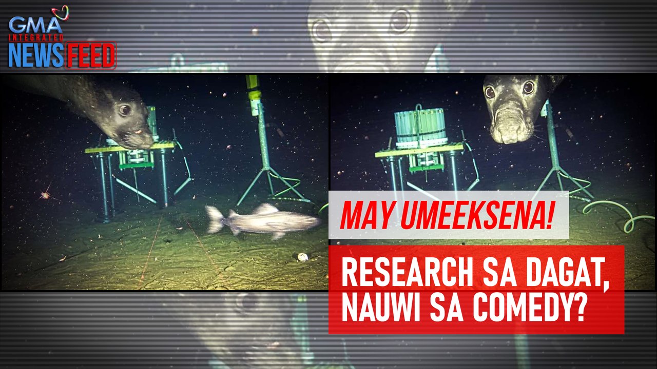 May umeeksena! Research sa dagat, nauwi sa comedy? | GMA Integrated Newsfeed