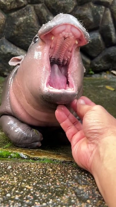 Moo Deng tornou-se uma sensação da Internet. Diretor de Zoo deixou alerta