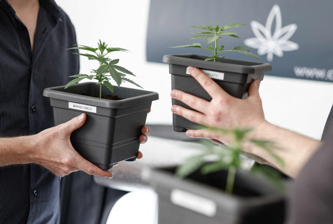 Deutsche Cannabis-Clubs dürfen starten