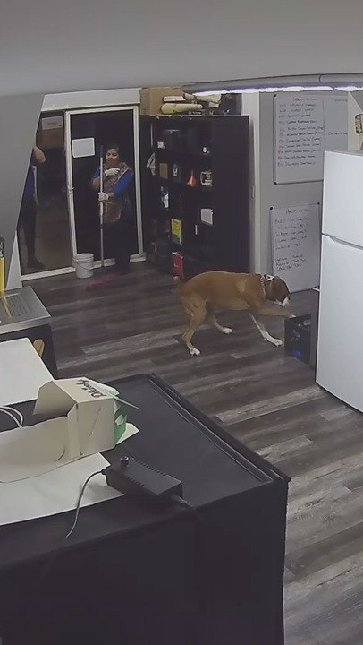 Dog Slips and Walks Over Wet Mopped Floor