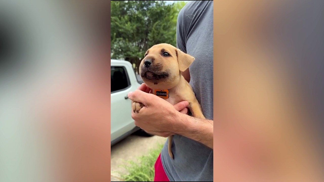 Puppy's face swells after hornet sting