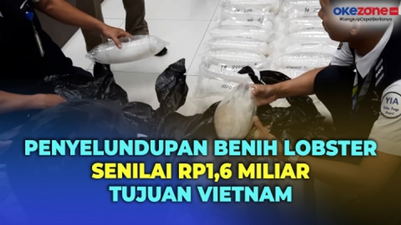 Penyelundupan Benih Lobster Senilai Rp1,6 Miliar Tujuan Vietnam di Bandara YIA Berhasil Digagalkan