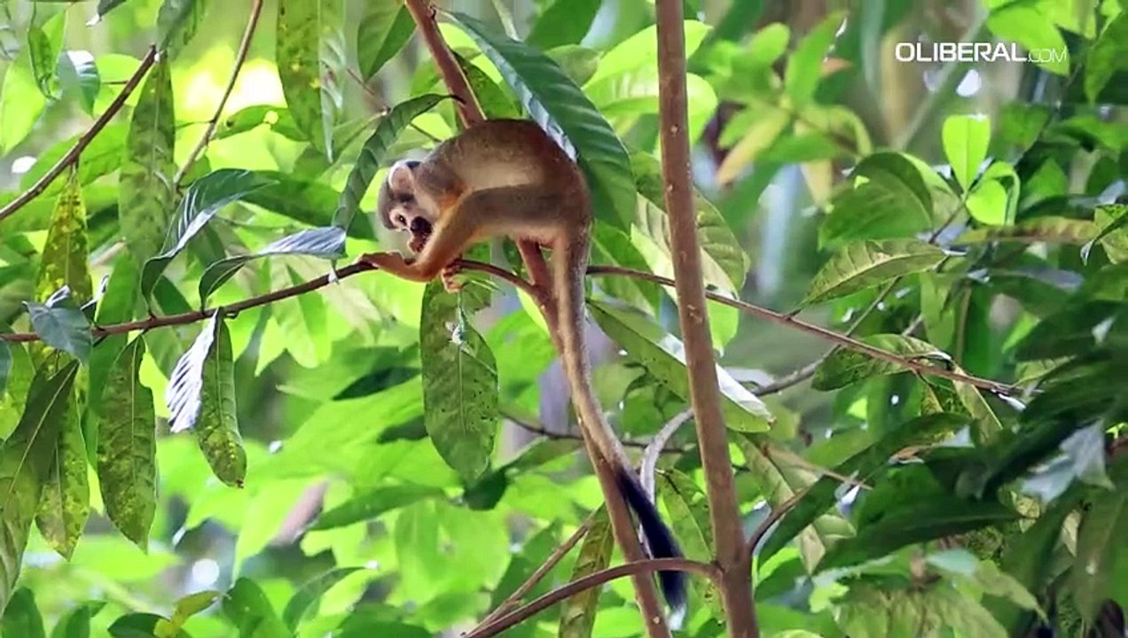 Campanha reforça que população não deve alimentar os macaquinhos do Bosque