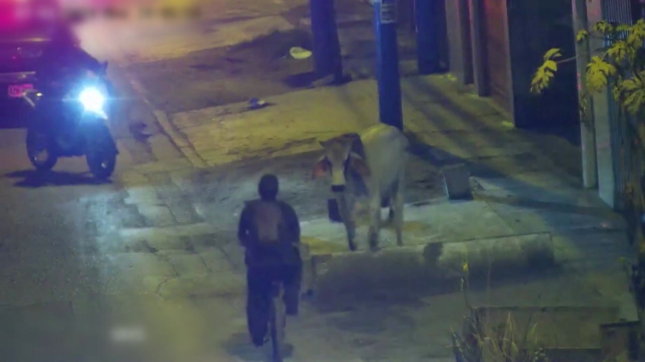 [영상] 페루 도심 한복판에 '성난 황소'...사람 들이받고서 현장 수습 / YTN