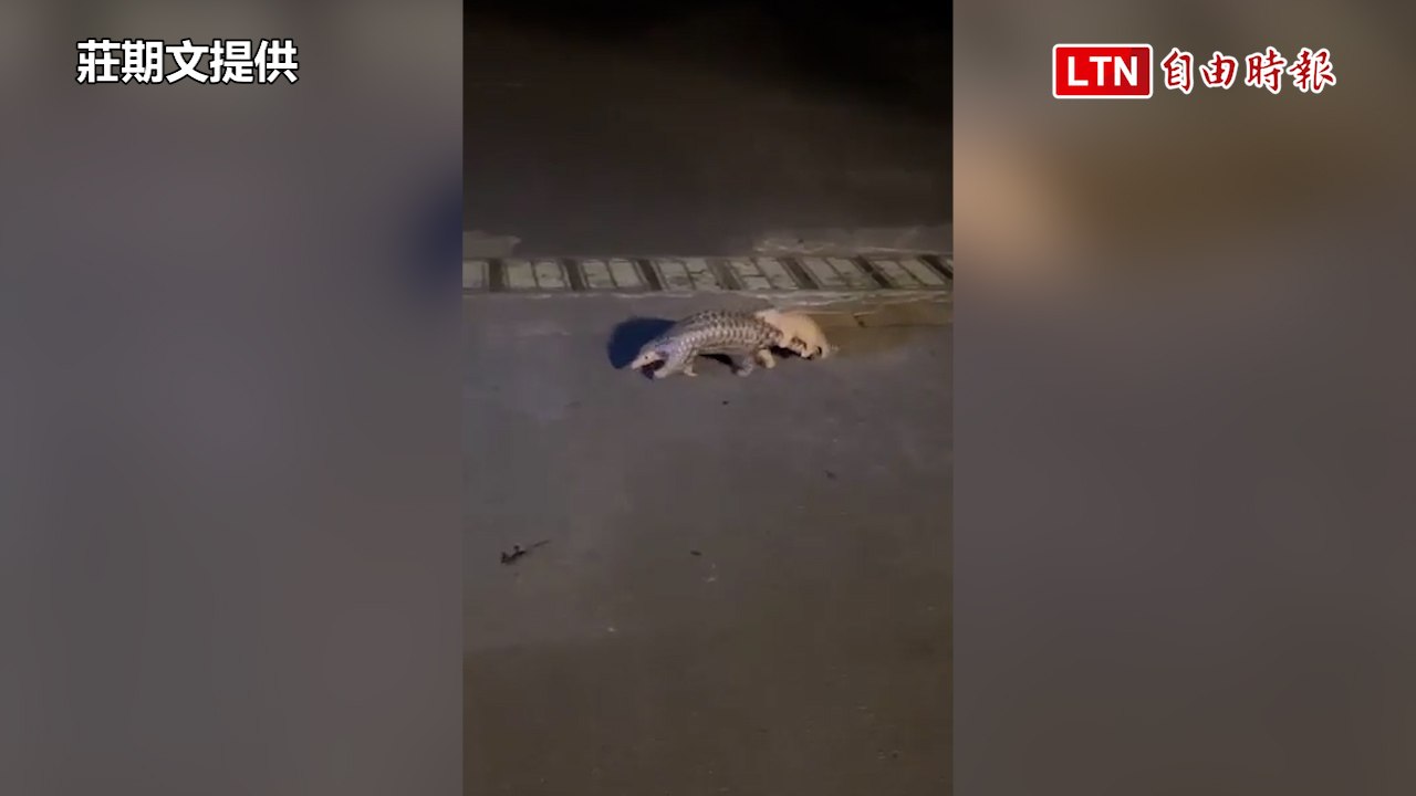 太熱嗎？穿山甲媽媽晚上背孩子逛大街 可愛畫面曝光(莊期文提供)