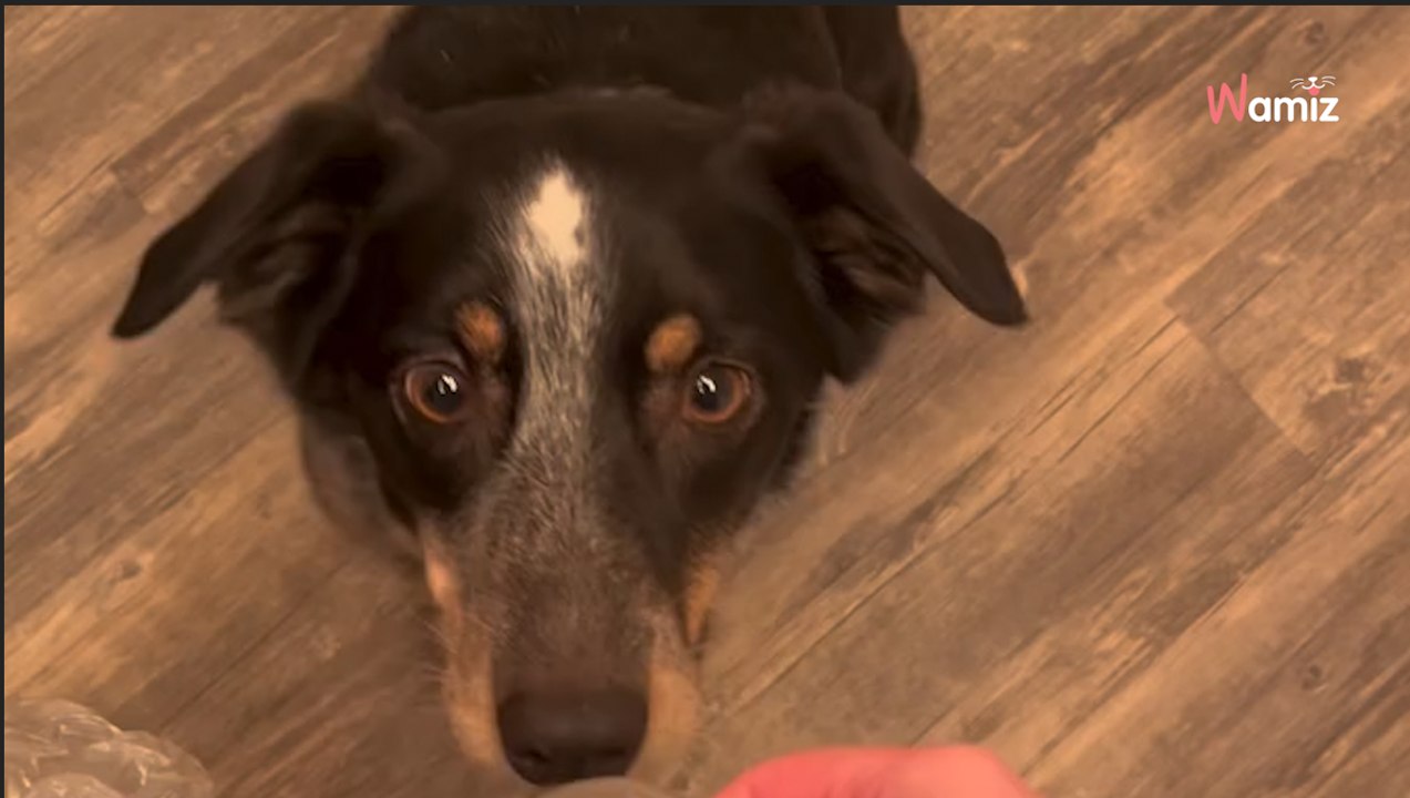Dog's addiction leaves hundreds worried about his owner (video)